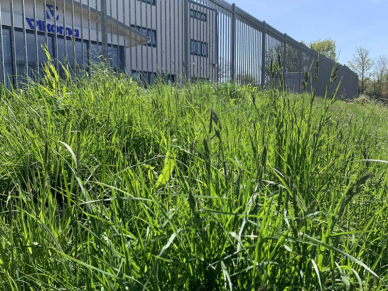 Grass verge for wildlife